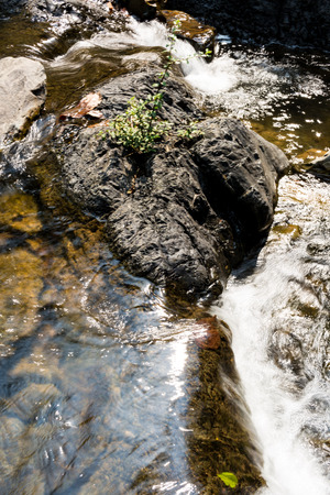 Plants growing on rock with waterway background in deep forest.の写真素材
