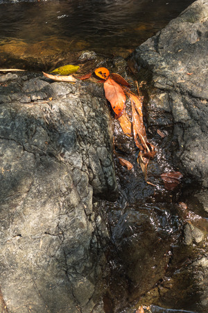 Dried leaves on waterway with natural light in deep forest.の写真素材