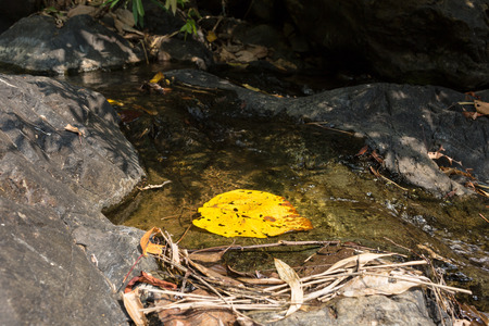 Yellow leaf in water with natural light in deep forest.の写真素材