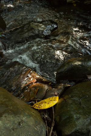 yellow leaf on rock with cascading waterfall background in deep forest.の写真素材