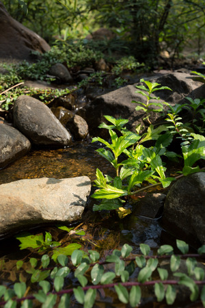 Green plants with waterway background in deep forest.の写真素材