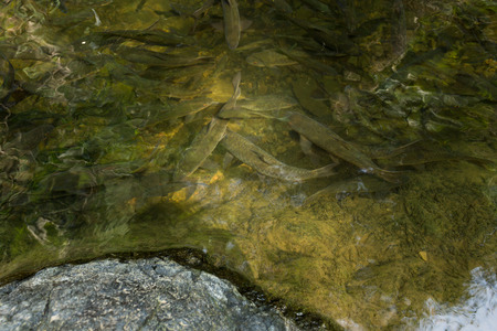 Fishes in pond with natural light in deep forest.の写真素材