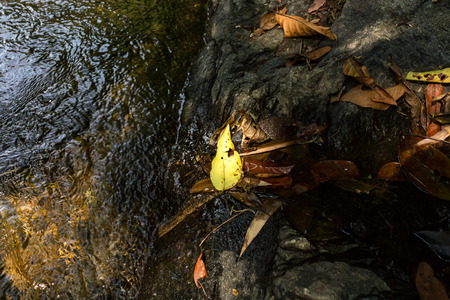 Yellow leaf on rock with cascading waterfall background in deep forest.の写真素材