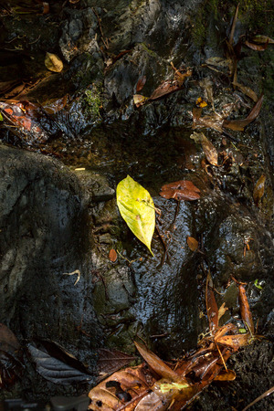 Yellow leaf on rock with cascading waterfall background in deep forest.の写真素材