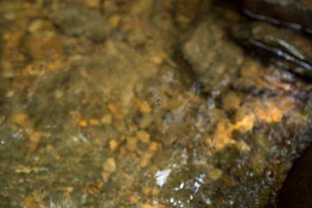 Spider on web with natural light in deep forest.の写真素材