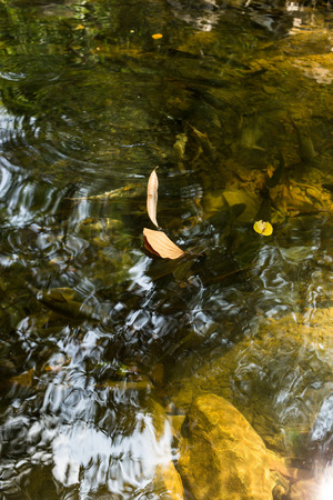 Dried leaves on water with natural light in deep forest.の写真素材