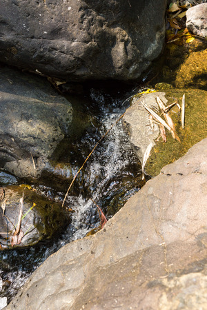 Small waterfall with natural light in deep forest.の写真素材