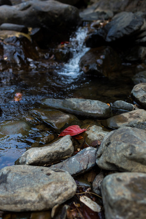Red leaf on rock with cascading waterfall background in deep forest.の写真素材