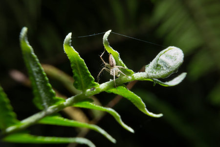 Spider holding on fern plant with macro lens.