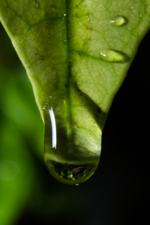 Abstract background from dew drop with close up detailed view by macro lens.の写真素材