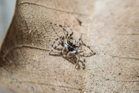 Jumping spider on dry leaf with close up detailed view by macro lens.