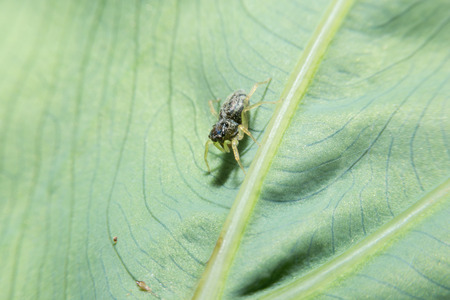 Spider on green leaf with close up detailed view by macro lens.の写真素材