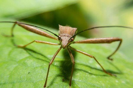 Close up detailed of insect face by macro lens.の写真素材