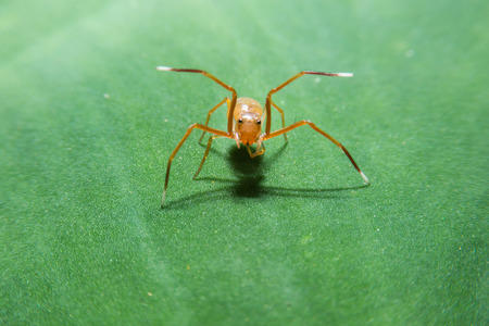 Ant spider on green leaf with close up detailed view by macro lens.の写真素材