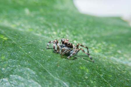 Spider on green leaf with close up detailed view by macro lens.の写真素材