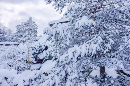 Snow on the trees in winter at Japan.の写真素材