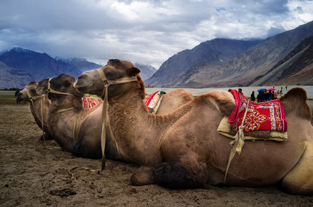 Bactrian camel in Hunder Sand Dunes of Nubra Valley, Leh Ladakh, Jammu and Kashmir, Indiaのeditorial素材