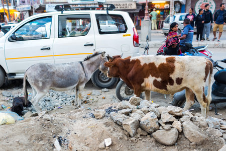 Street photography in Leh Ladakh, Jammu and Kashmir, India