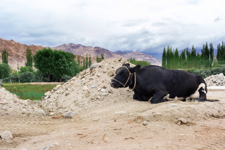 Cows laying on the rural road with natural landscape near Shey Palace located at Leh Ladakh, Jammu and Kashmir, Indiaの写真素材