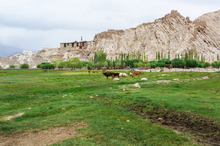 Cows grazing on pasture with natural landscape near Shey Palace located at Leh Ladakh, Jammu and Kashmir, Indiaのeditorial素材