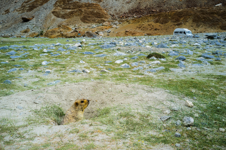 Himalayan marmot with natural landscape in Leh Ladakh, Jammu and Kashmir, Indiaの写真素材