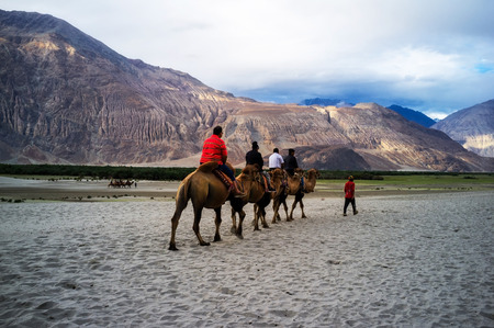 Hunder Sand Dunes of Nubra Valley in Leh Ladakh, Jammu and Kashmir, Indiaのeditorial素材