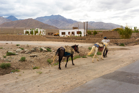Local people in Leh Ladakh, Jammu and Kashmir, Indiaの写真素材