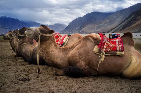 Bactrian camel in Hunder Sand Dunes of Nubra Valley, Leh Ladakh, Jammu and Kashmir, Indiaの写真素材