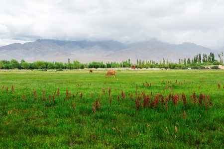 Cows grazing on pasture with natural landscape near Shey Palace located at Leh Ladakh, Jammu and Kashmir, Indiaの写真素材