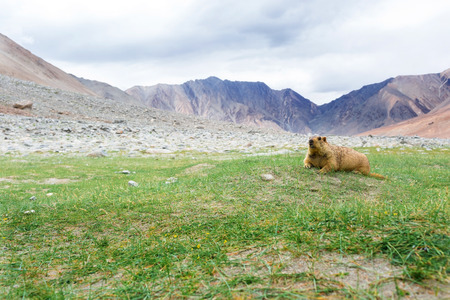 Himalayan marmot with natural landscape in Leh Ladakh, Jammu and Kashmir, Indiaの写真素材