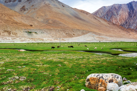 Animals with natural landscape in Leh Ladakh, Jammu and Kashmir, Indiaの写真素材