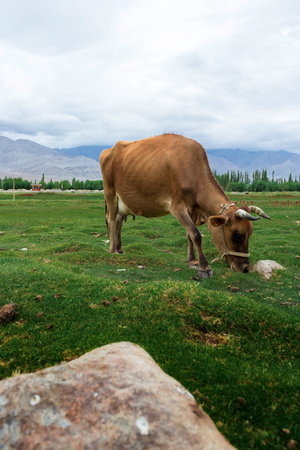 Cow grazing on pasture with natural landscape near Shey Palace located at Leh Ladakh, Jammu and Kashmir, Indiaの写真素材