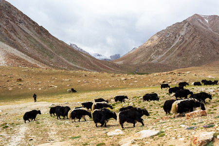 Yaks with natural landscape in Leh Ladakh, Jammu and Kashmir, Indiaの写真素材