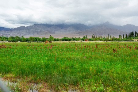 Cows grazing on pasture with natural landscape near Shey Palace located at Leh Ladakh, Jammu and Kashmir, Indiaの写真素材