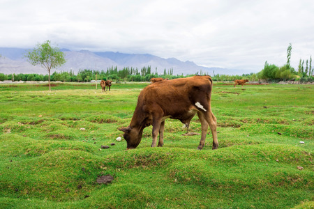 Cow grazing on pasture with natural landscape near Shey Palace located at Leh Ladakh, Jammu and Kashmir, Indiaの写真素材