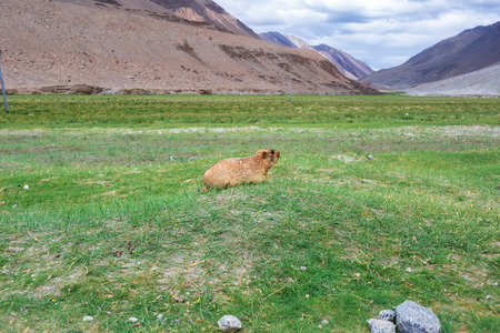 Himalayan marmot with natural landscape in Leh Ladakh, Jammu and Kashmir, Indiaの写真素材
