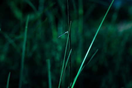 Dragon fly holding on leafの写真素材