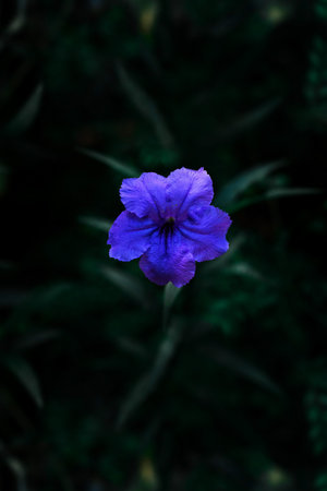 Flowers with close-up view