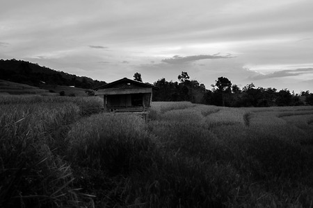 Rice terraces in Chiang Mai, Thailandの写真素材