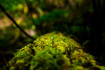 Small plants in Kew Mae Pan Nature Trail located at Chiang Mai, Thailandの写真素材