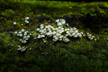 Small plants in Kew Mae Pan Nature Trail located at Chiang Mai, Thailandの写真素材