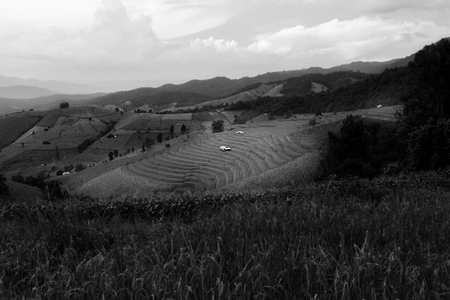 Rice terraces in Chiang Mai, Thailandの写真素材