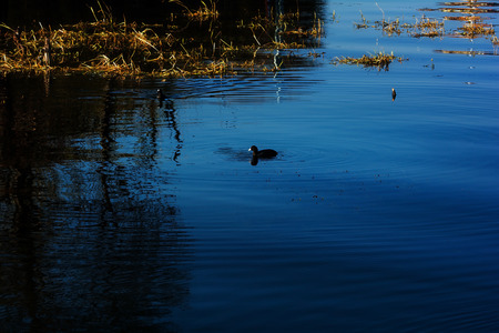 Water birds in Erhai lake, Dali, Yunnan, Chinaの写真素材