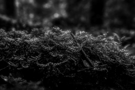 Small plants in Kew Mae Pan Nature Trail located at Chiang Mai, Thailandの写真素材
