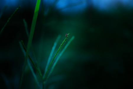 Insect on leafの写真素材