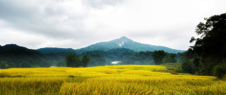 Rice terraces in Chiang Mai, Thailandの写真素材