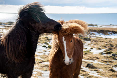 horse in winterの写真素材