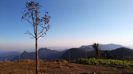 Phucheefah tree lonely Thailandの写真素材