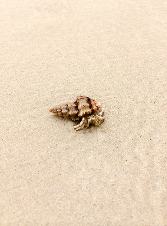 Hermit crab on the beachの写真素材