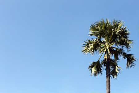 Sugar palm trees on blue sky backgroundの写真素材